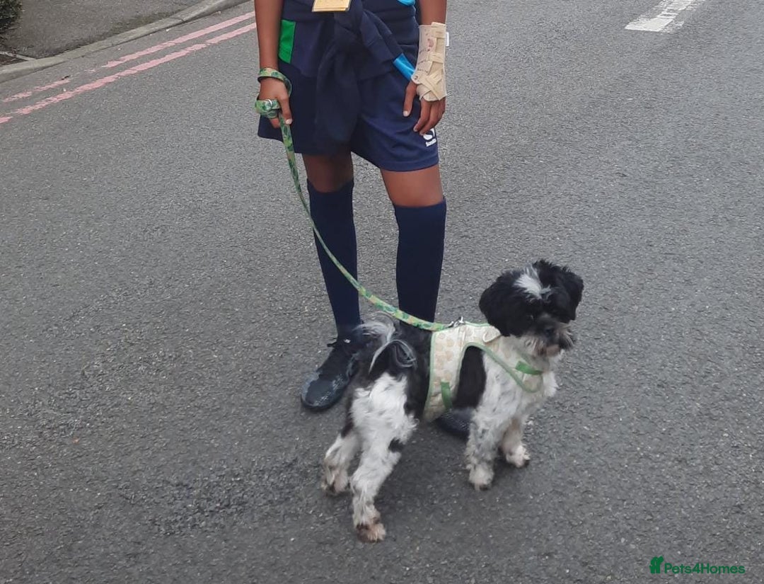 Shih Tzu dogs for sale:  2 year old Shih Tuz looking for loving home - Advert 3