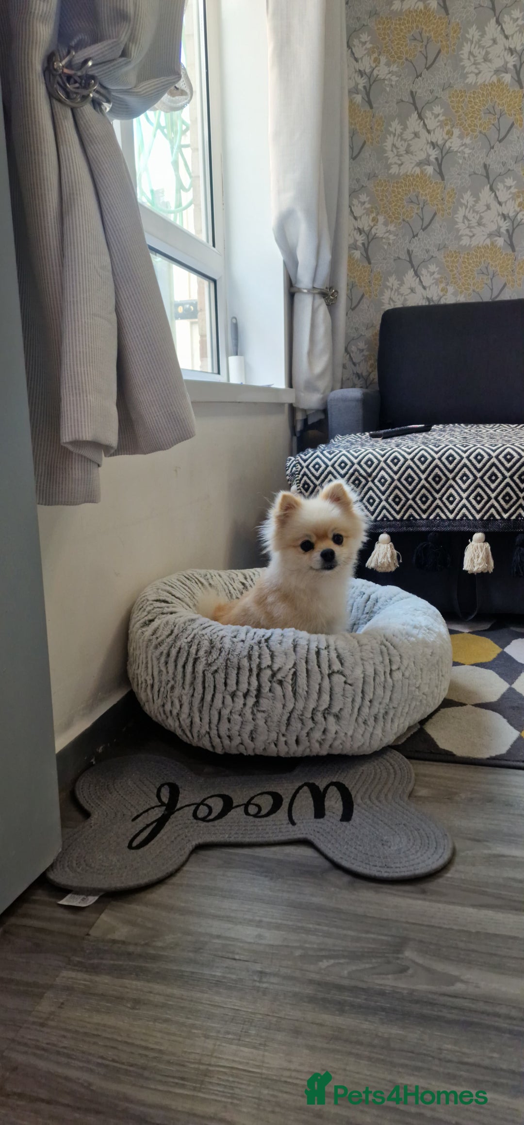 Pomeranian dogs for sale: Female Pomeranian  - Image 5