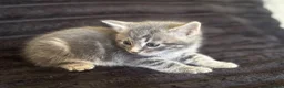 Mixed Breed cats for sale: Grey boy - Advert 12