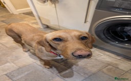 Goldador dogs for sale: Beautiful Goldador girl looking for forever home  - Advert 2