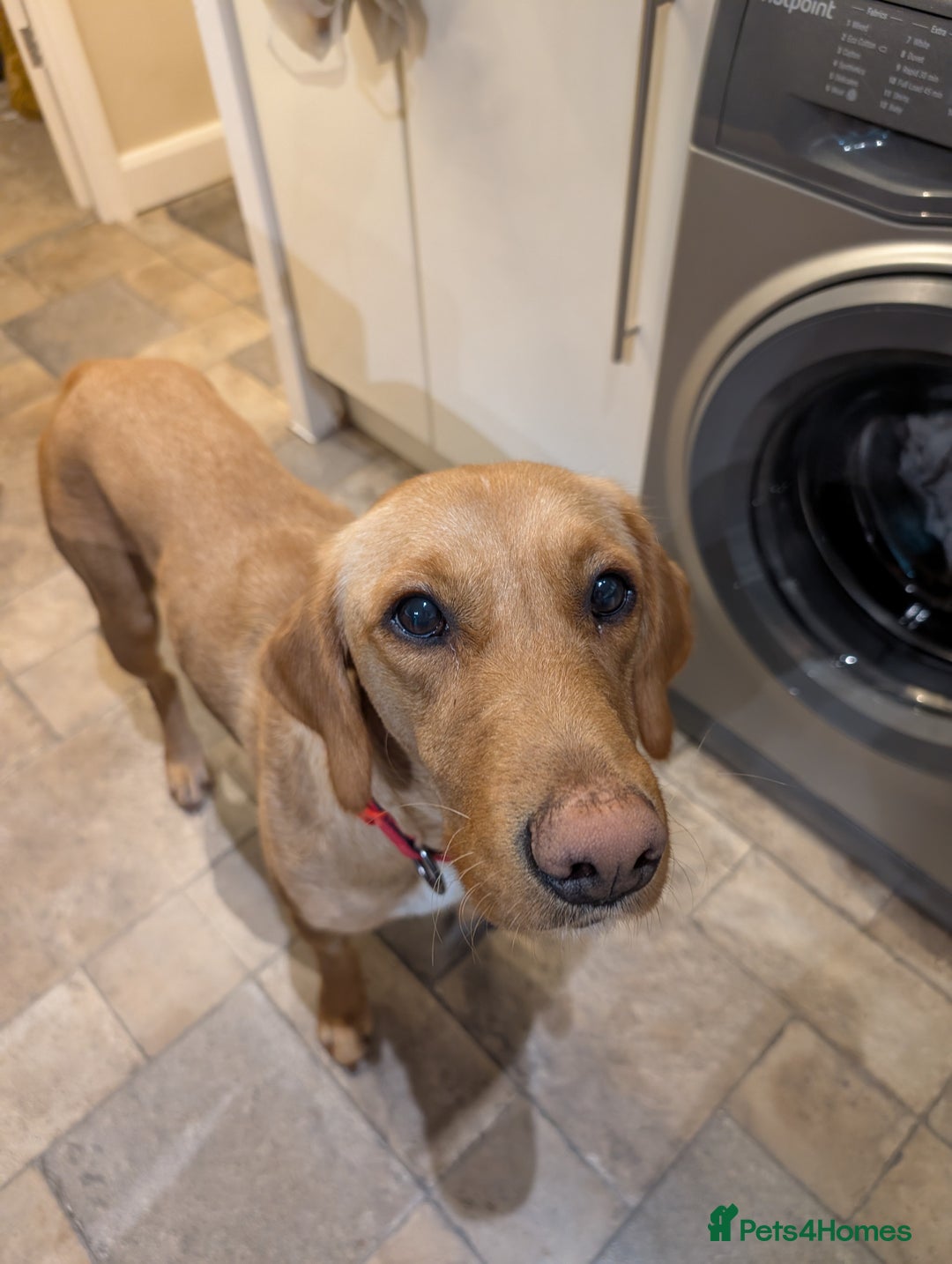 Goldador dogs for sale: Beautiful Goldador girl looking for forever home  - Advert 2