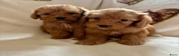 Cockapoo dogs for sale: F1 health clear cockapoo puppies  - Advert 26