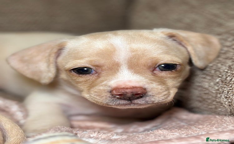 Chiweenie dogs - Advert 1