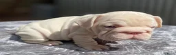 French Bulldog dogs for sale: 7 beautiful French bulldog puppies  - Advert 7