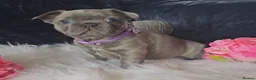 French Bulldog dogs for sale: 🐶💜 KC Registered French Bulldog Puppies - Advert 31