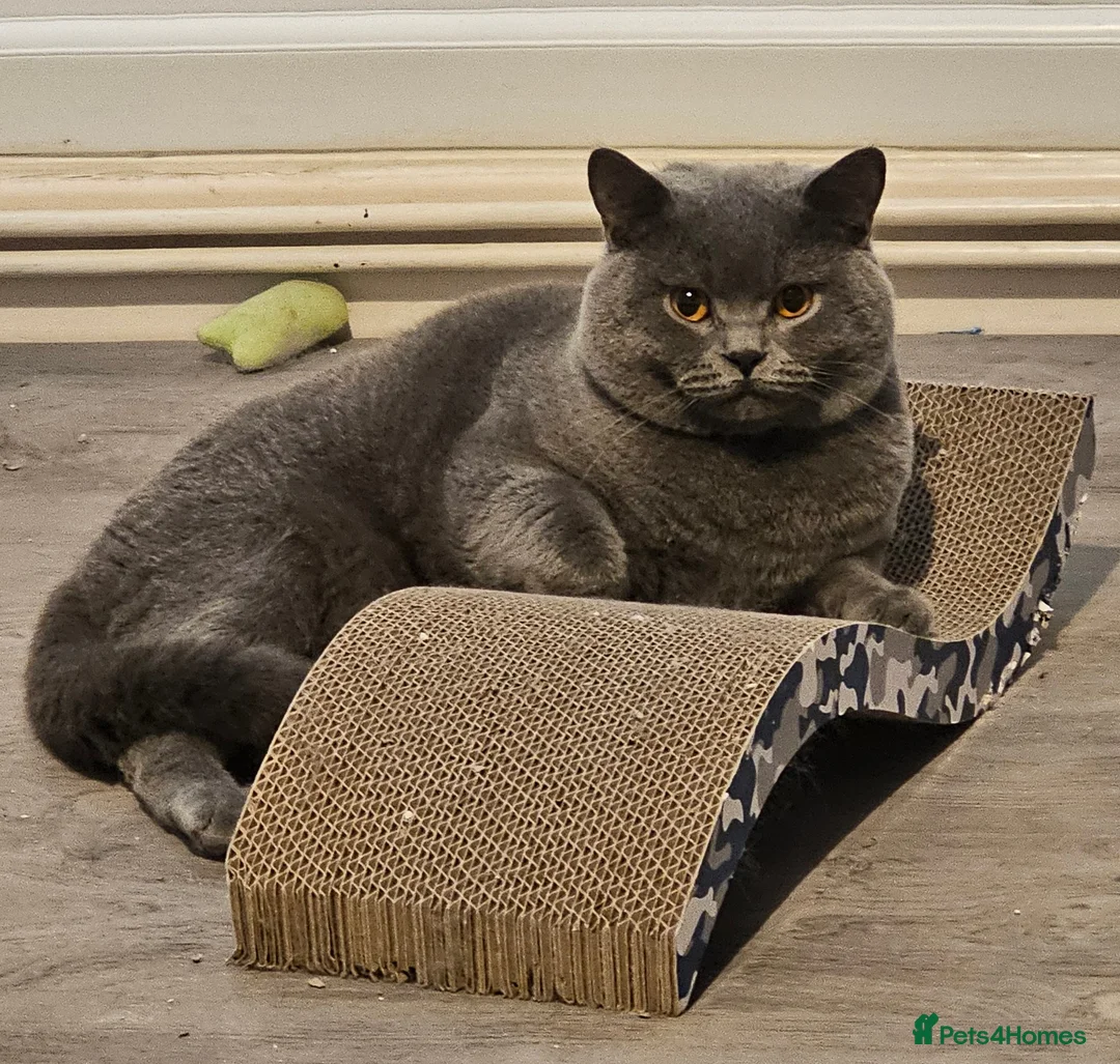 British Shorthair cats for stud: British short hair Bud the stud in London - Advert 13