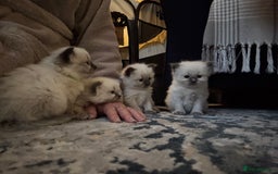 Ragdoll cats for sale: Ragdoll - Pedigree  - Image 3