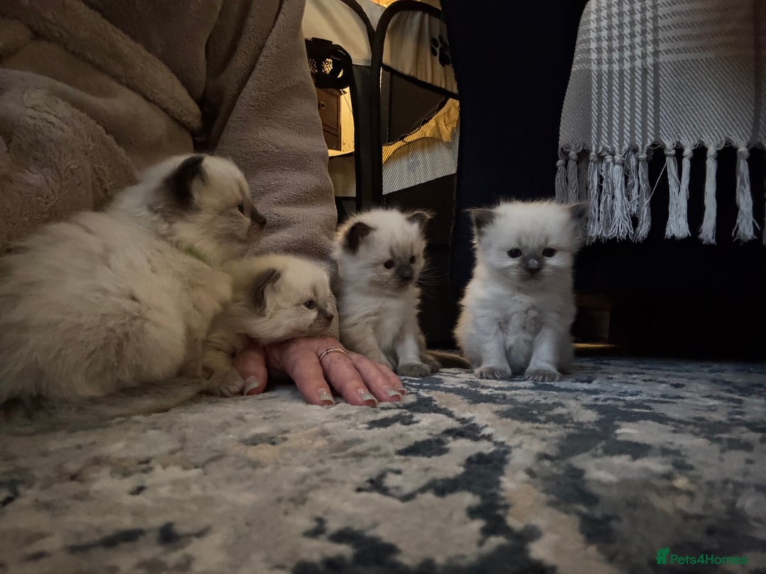 Ragdoll cats for sale: Ragdoll - Pedigree  - Image 3