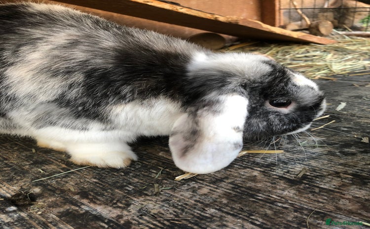 Mini Lop rabbits - Advert 1