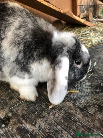 Mini Lop rabbits - Advert 4