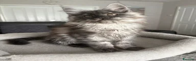 Maine Coon Kitten 2