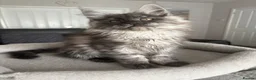 Maine Coon cats for sale: Beautiful TICA registered Maine Coon Kittens,  - Advert 8