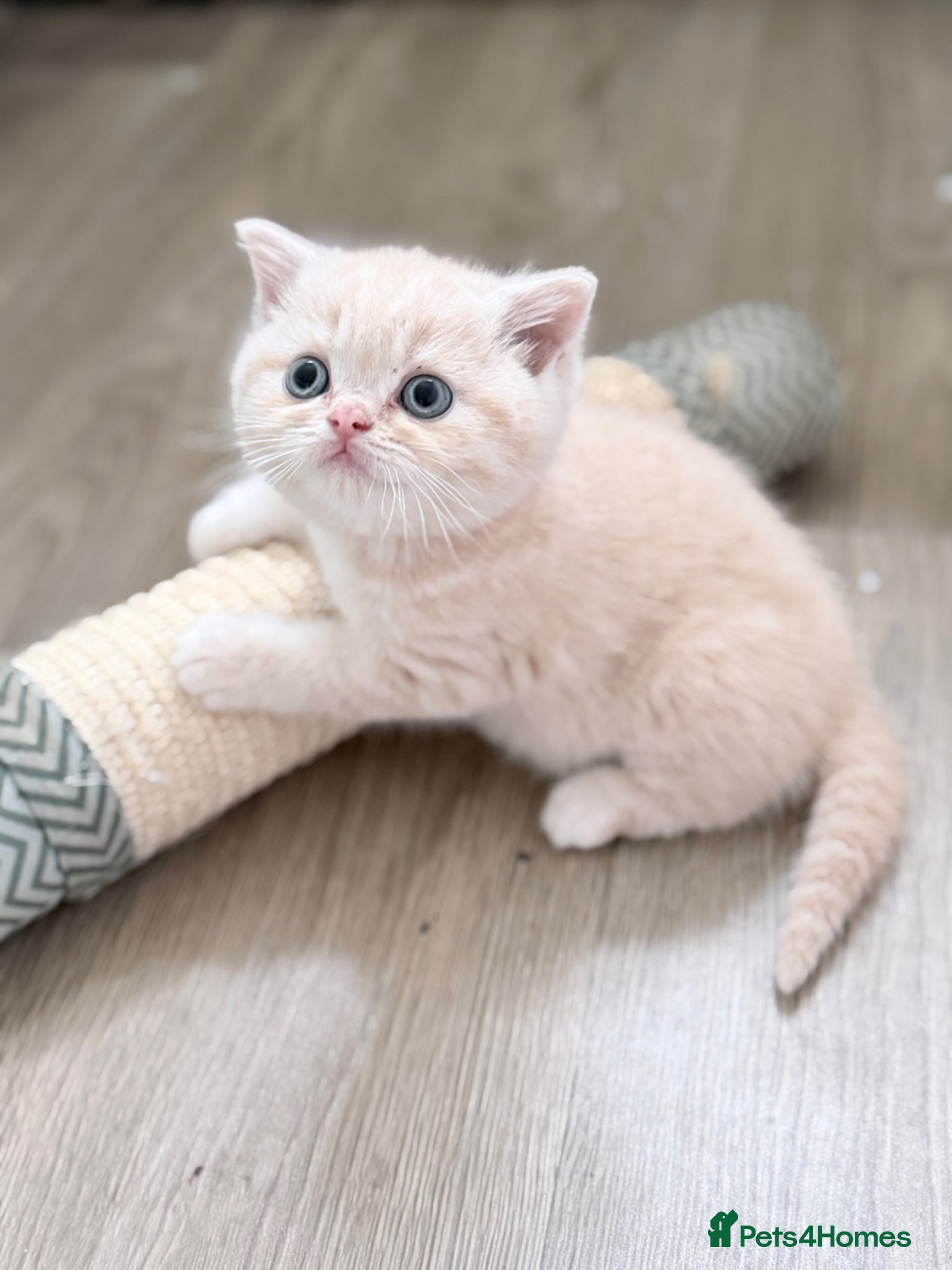British Shorthair cats GCCF British shorthair kittens  - Advert 2