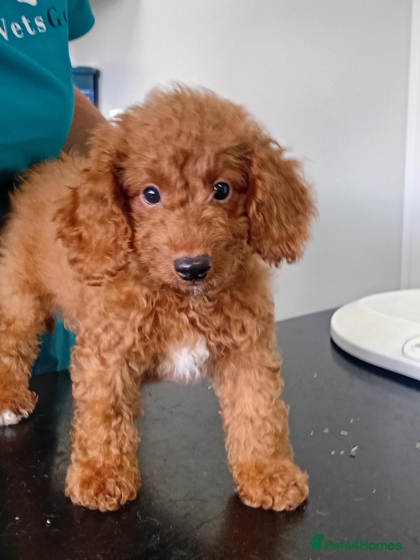 Mixed Breed dogs LAST MAN STANDING Mini poodles - Advert 2