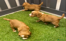 Cocker Spaniel dogs for sale: DARK RED W/COCKER SPANIEL BOY PUPPIES AVAILABLE  - Image 11
