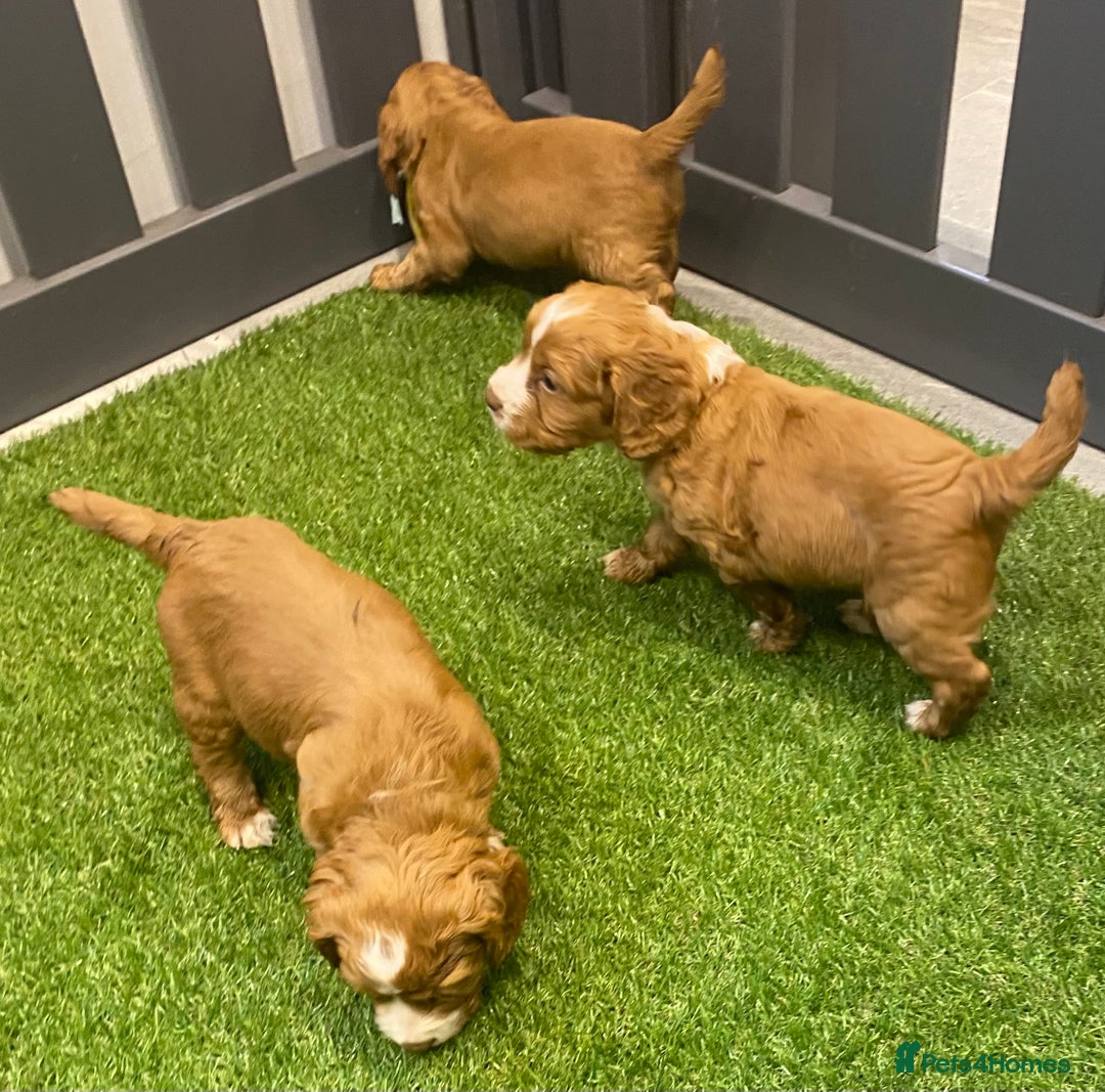 Cocker Spaniel dogs for sale: DARK RED W/COCKER SPANIEL BOY PUPPIES AVAILABLE  - Image 11