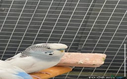 Budgerigars birds for sale: Budgies with flight cage  - Image 4