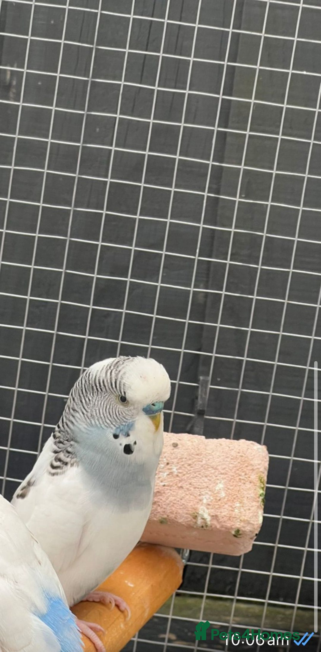Budgerigars birds for sale: Budgies with flight cage  - Image 4