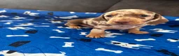 Miniature Dachshund dogs for sale: Ready now Beautiful miniature dachshund  - Advert 12
