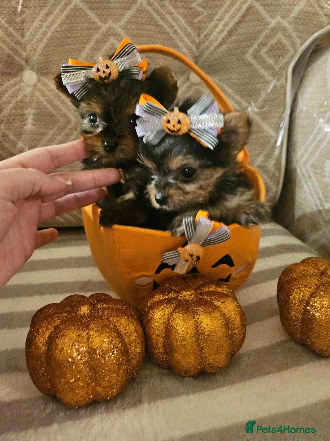 Yorkshire Terrier dogs for sale: Yorkshire terrier puppies  - Image 17