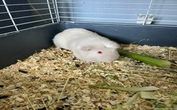 Guinea Pig rodents for sale: Stunning guinea pig needing companions - Image 1