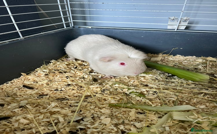 Guinea Pig rodents - Advert 5