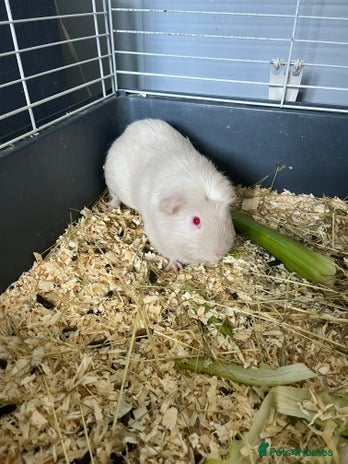 Guinea Pig rodents - Advert 4