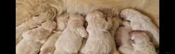 Golden Retriever dogs for sale: EXTENSIVELY HEALTH TESTED INTERNATIONAL PEDIGREE - Advert 7