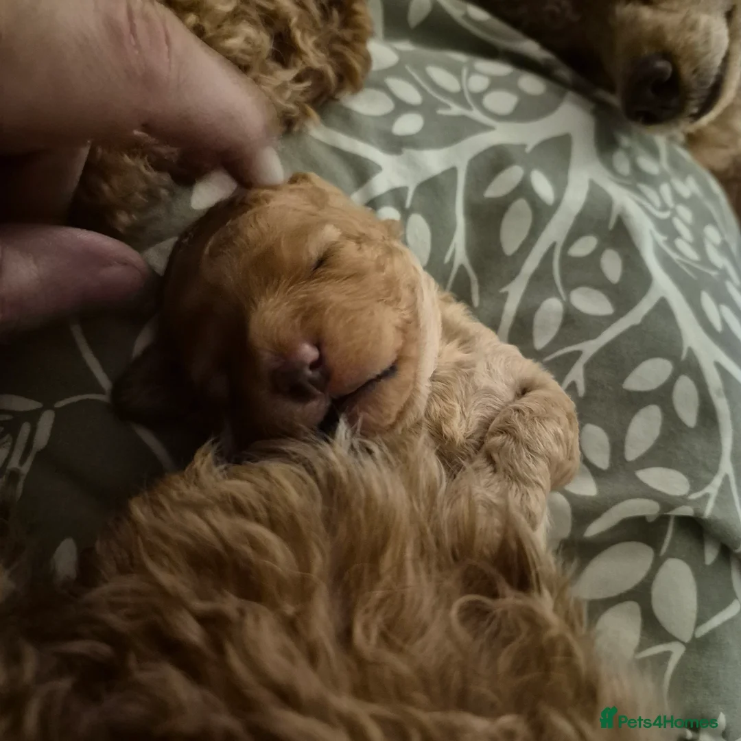 Cockapoo dogs for sale: Cockerpoo  - Advert 2