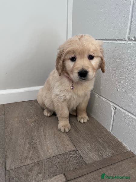 Golden Retriever dogs Golden Retriever Premium Puppies for sale - Advert 1
