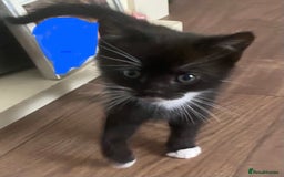 British Shorthair cats for sale: male British short haired black and white kittens  - Image 3