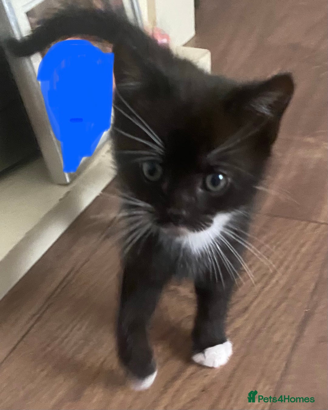 British Shorthair cats for sale: male British short haired black and white kittens  - Image 3