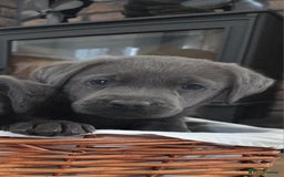 Labrador Retriever dogs for sale: 🩶 beautiful silver/Charcoal KC reg puppies 🩶 - Image 17