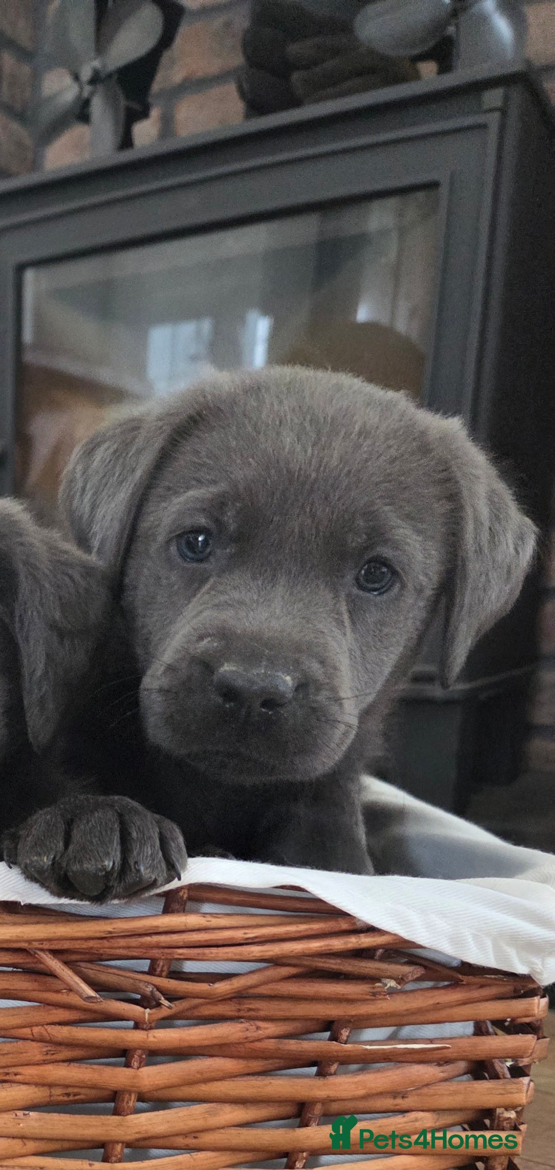 Labrador Retriever dogs for sale: 🩶 beautiful silver/Charcoal KC reg puppies 🩶 - Image 17