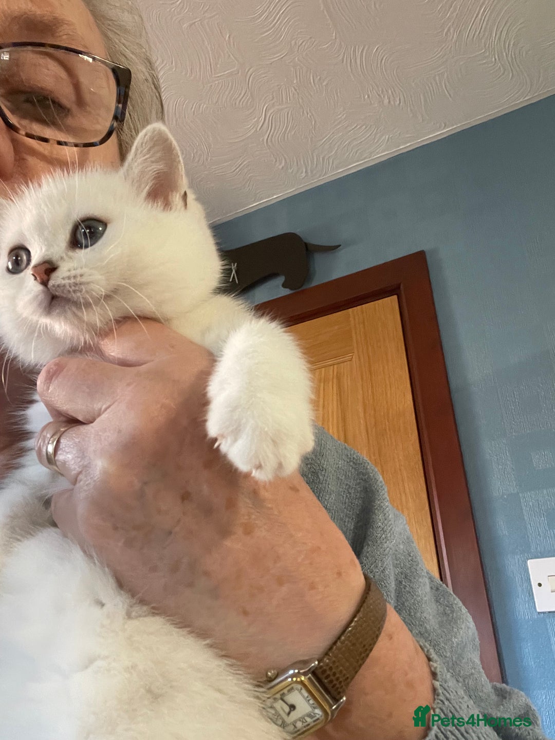 British Shorthair cats for sale: BSH Black Tipped GCCF Reg Kittens - Image 15