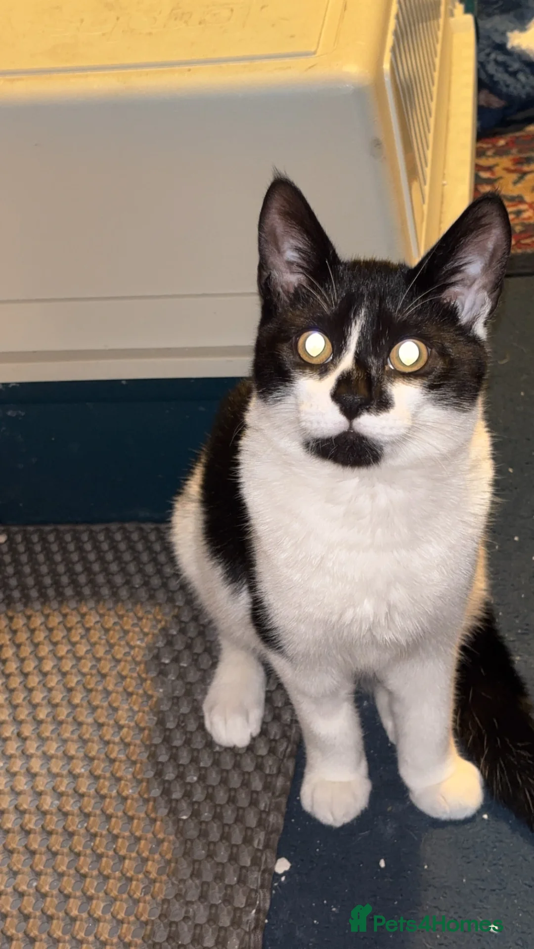 Mixed Breed cats for sale: Kitten 5 months old  in Thetford - Advert 3