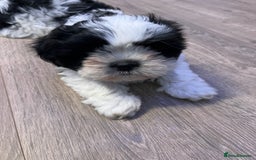 Shih Tzu dogs for sale: 4 adorable Shih Tzu for sale, 3 girls and 1 boy - Image 4