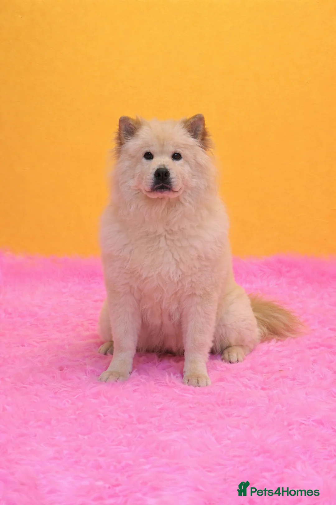 Mixed Breed dogs for sale: (Narla) Beautiful cream female adult chowsky  - Advert 4