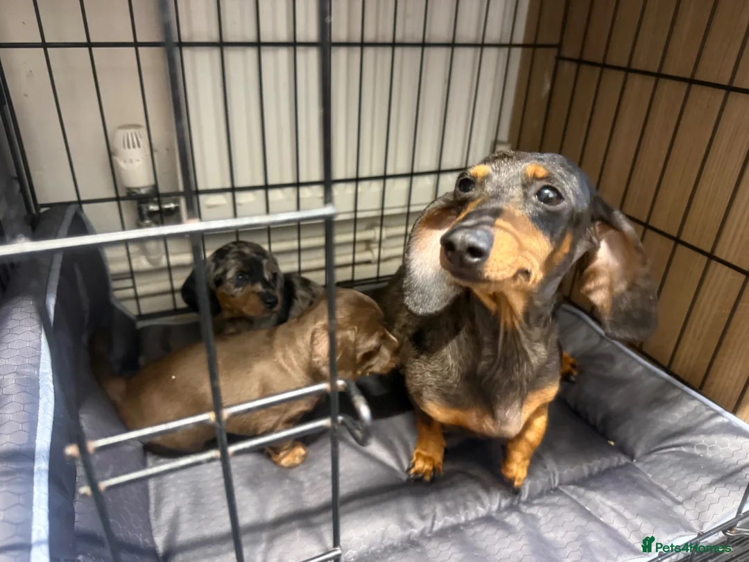 Doxiepoo dogs for sale: 1 female doxiepoo left  - Advert 2