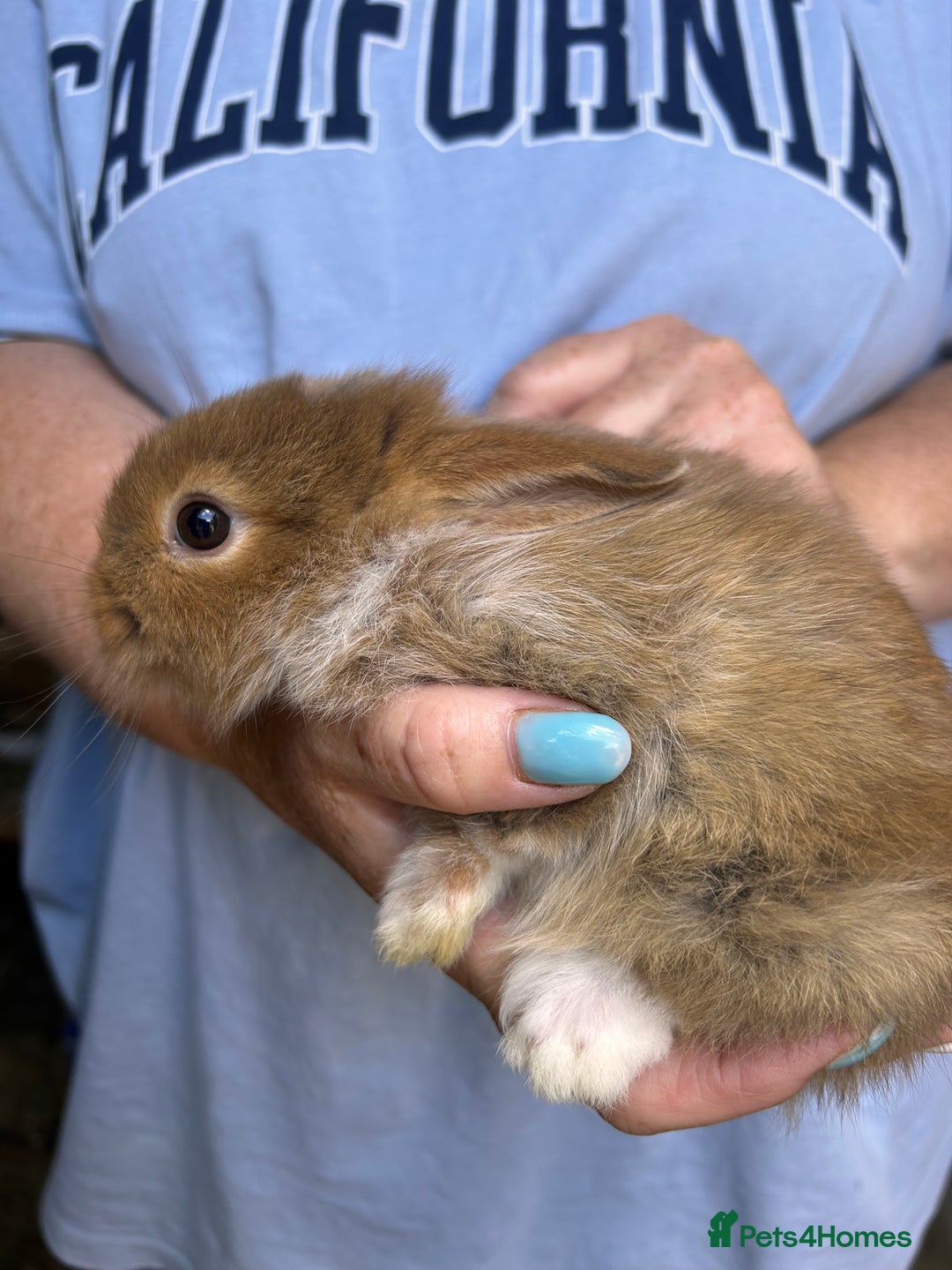 Lionhead rabbits for sale: Lionheads  - Image 3