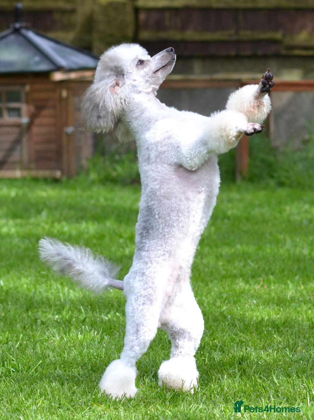 Miniature Poodle dogs for sale: SMALL SIZE MINIATURE PUPPIES RARE COLOUR DNA TEST - Image 24