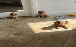 Cavapoo dogs for sale: STUNNING CAVAPOO PUPPIES  - Image 2