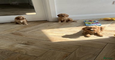 Cavapoo dogs - Advert 12