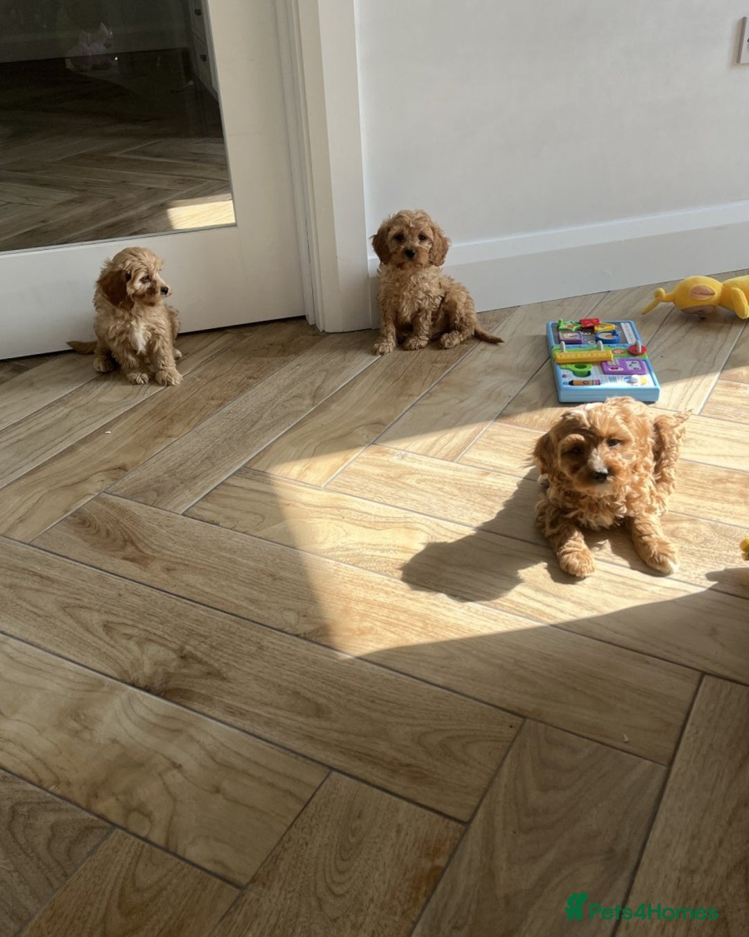 Cavapoo dogs for sale: STUNNING CAVAPOO PUPPIES  - Image 2