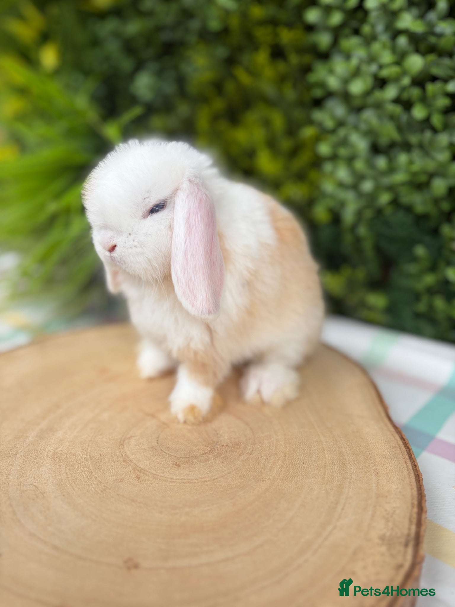 Mini Lop rabbits Friendly Mini Lops - Advert 1