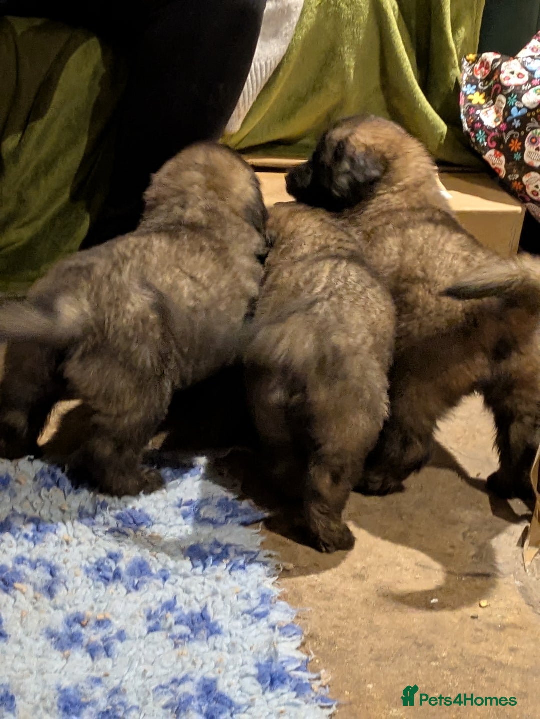 Leonberger dogs for sale: Leonberger boys available  - Advert 5