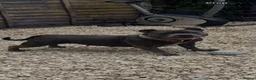 Staffordshire Bull Terrier dogs for sale: 1 little girl pedigree full of 20 champions  - Advert 4