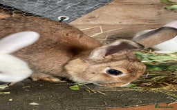 Mixed Breed rabbits for sale: Baby Rabbits and a Mama & female baby.  - Image 9