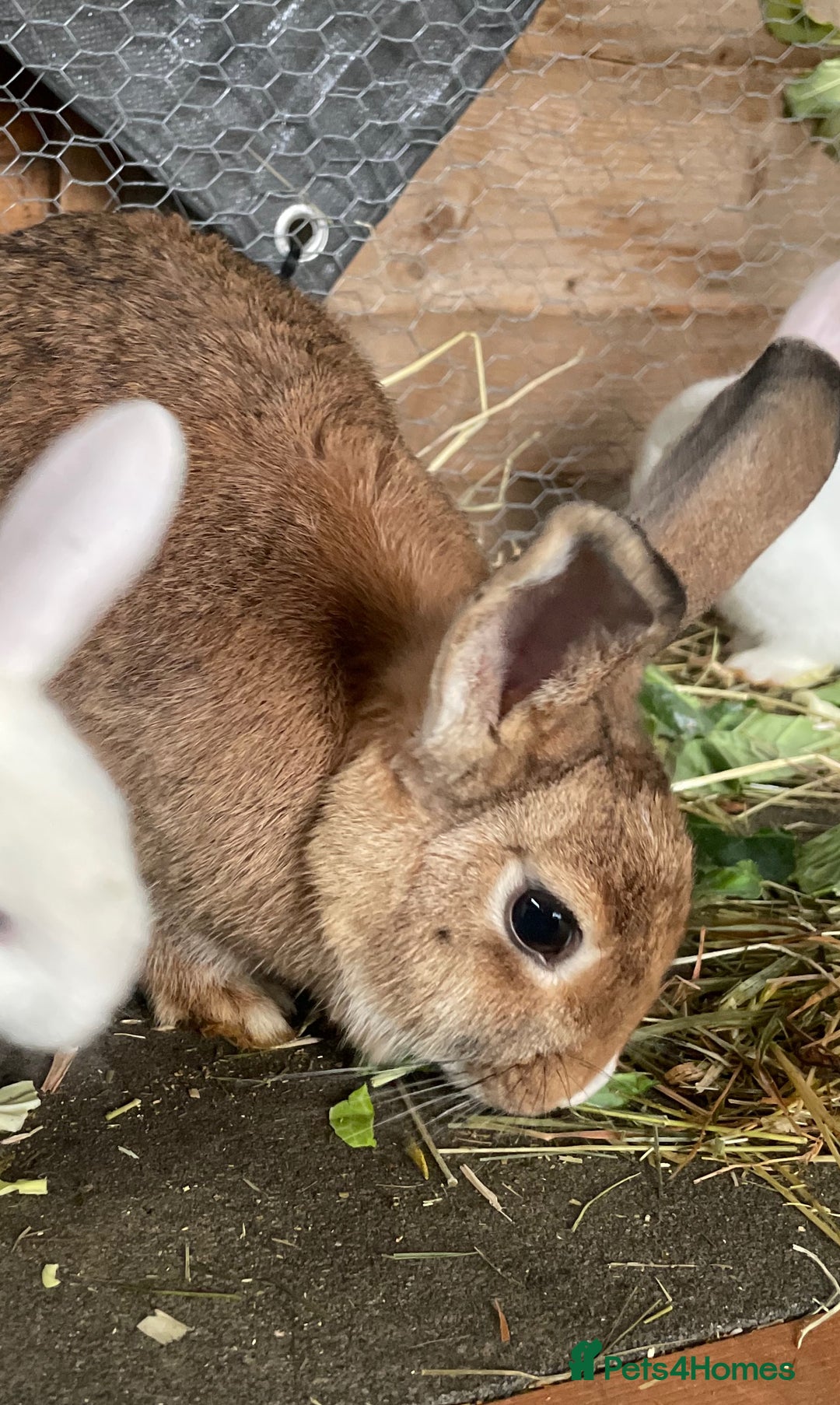 Mixed Breed rabbits for sale: Baby Rabbits and a Mama & female baby.  - Image 9