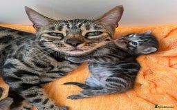 Bengal cats for sale: Stunning Pure Bengals family ❤️ TICA - Image 8